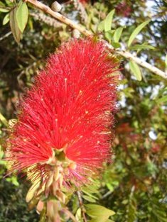 callistemon citrinus