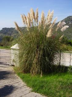 cortaderia selloana