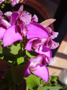 polygala myrtifolia