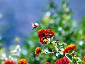 macroglossum stellatarum