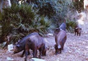 Sus scrofa