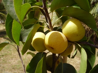 Nashifrucht