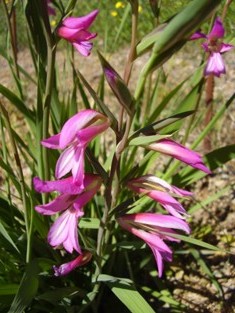 gladiolus illyricus