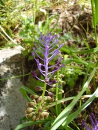 muscari comosum