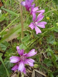 malva silvestris