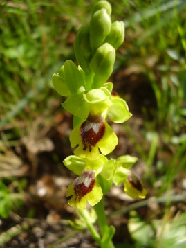 Ophrys lutea