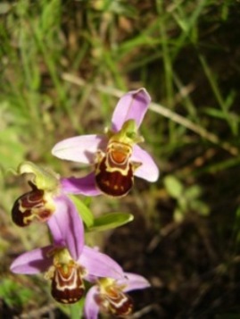 ophrys apifera