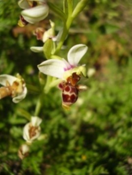 ophrys scolopax